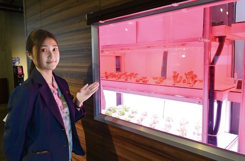 リーフレタスを紹介する石原さん