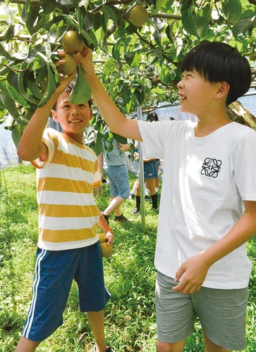 校内の畑でナシを収穫する児童たち
