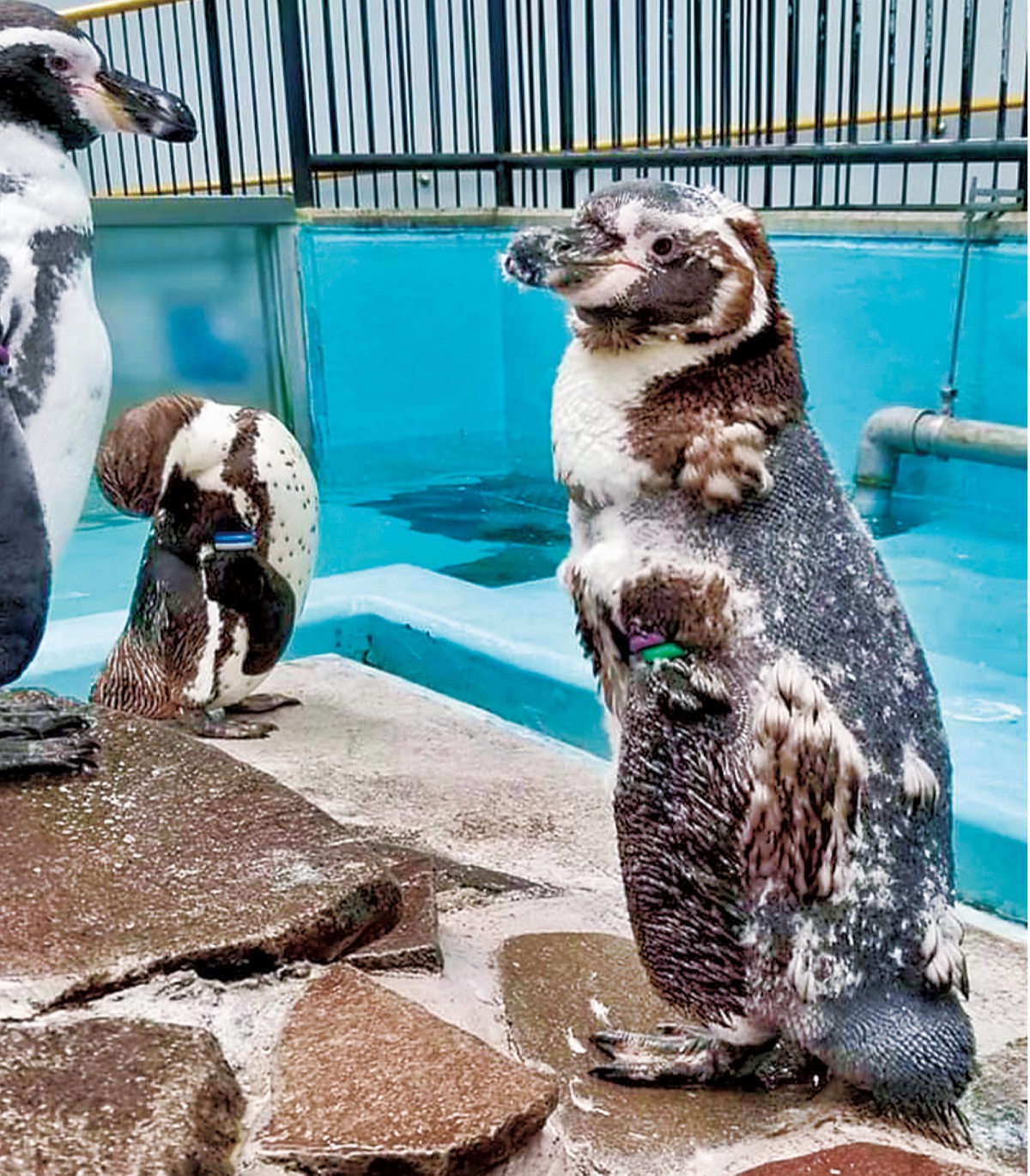 ペンギンが衣替え