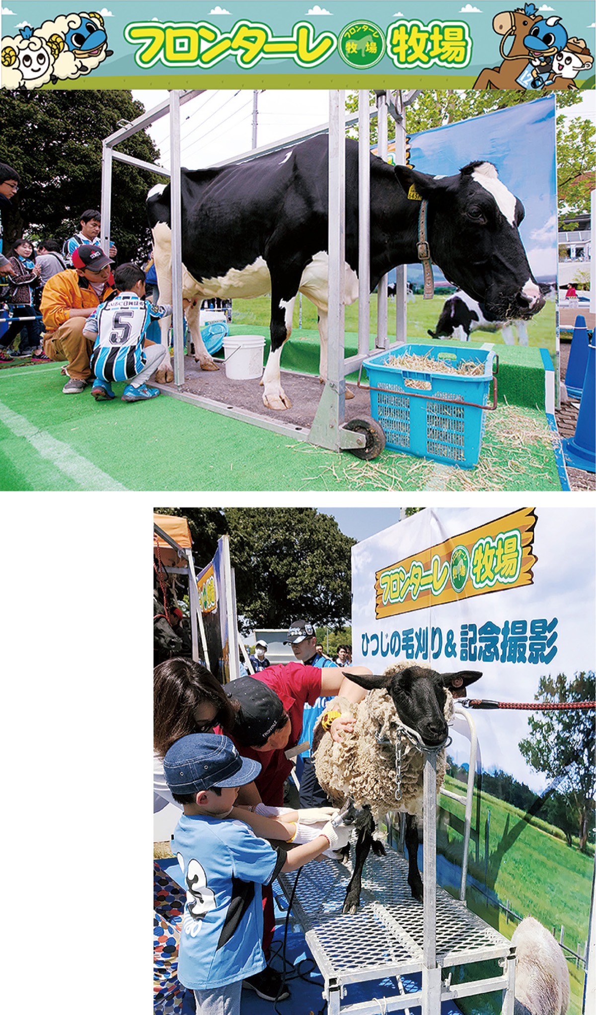 牛の乳しぼり（上）やひつじの毛刈り（右）を楽しむ参加者