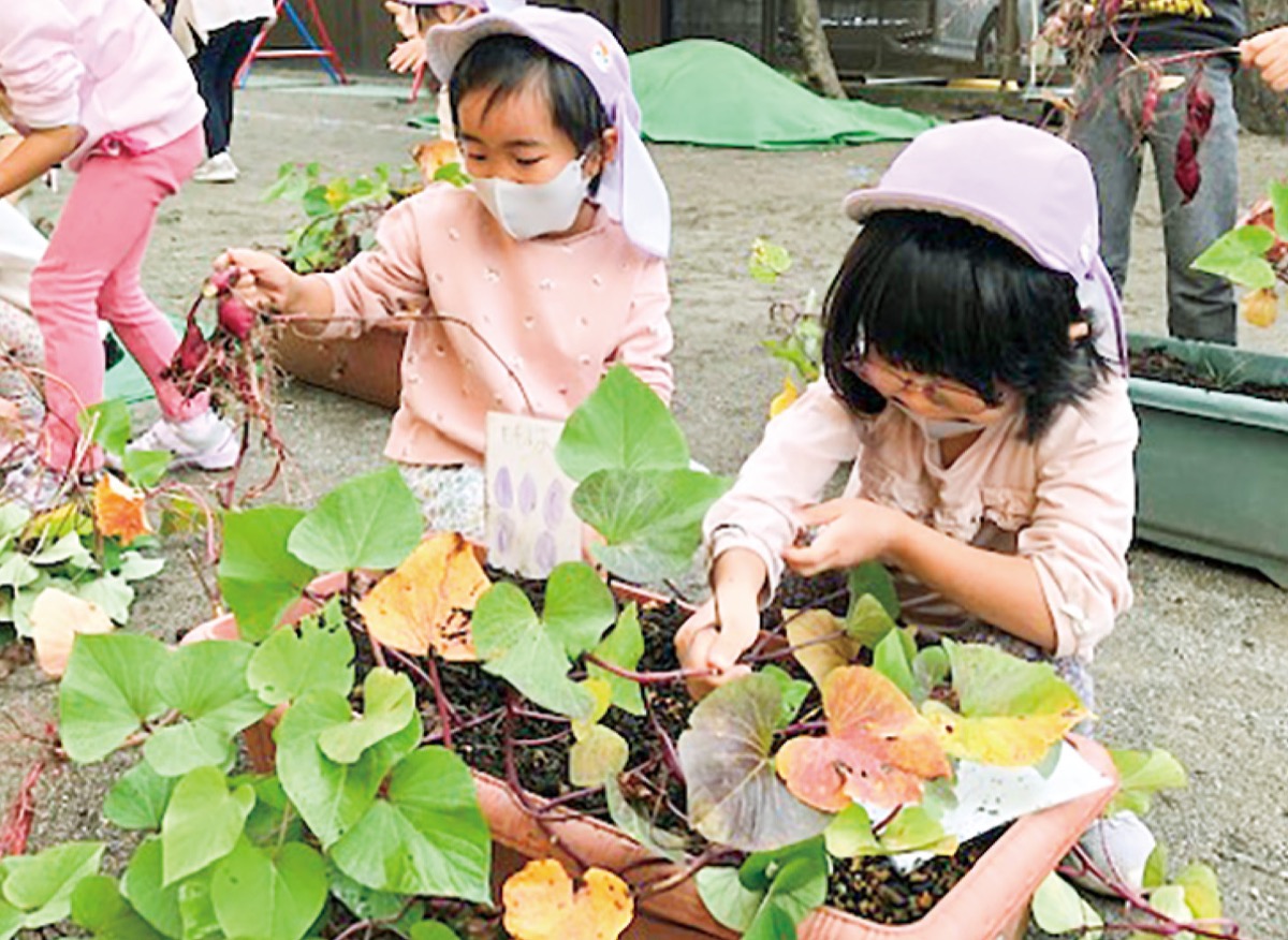 園児とサツマイモ収穫祭