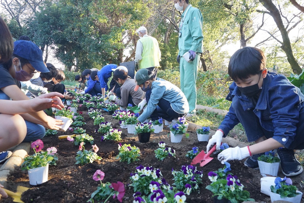 夢見ヶ崎動物公園花壇に地元小学生が花植え