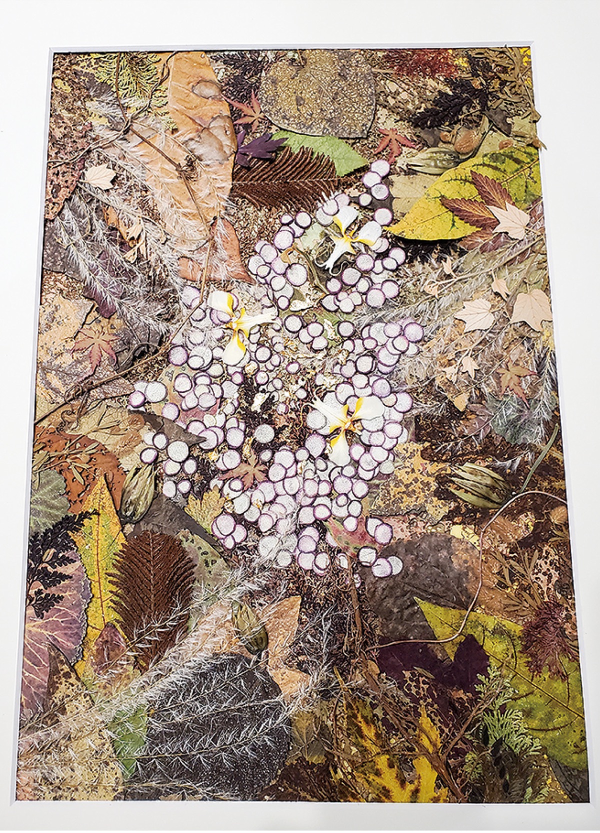 押し花アート　絵画 石渡さん、特選受賞 押し花 創造展で | 川崎区・幸区 | タウンニュース