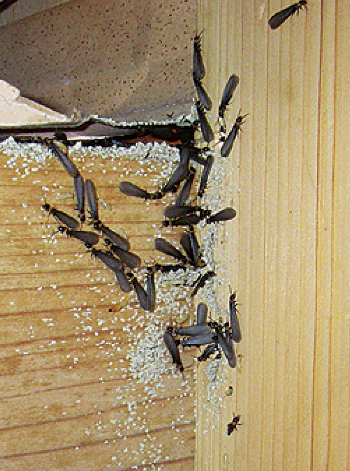 家、食べられてない!?