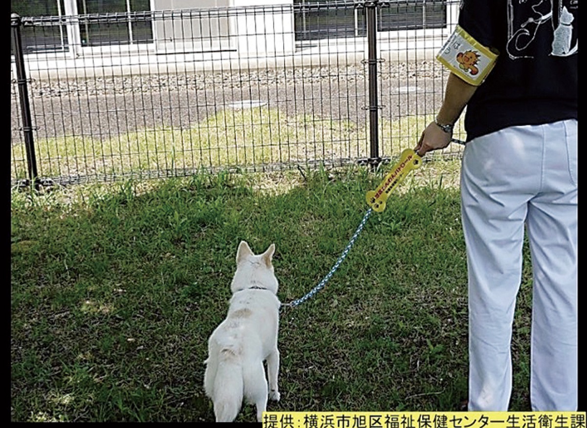 わんわんパトロールの様子