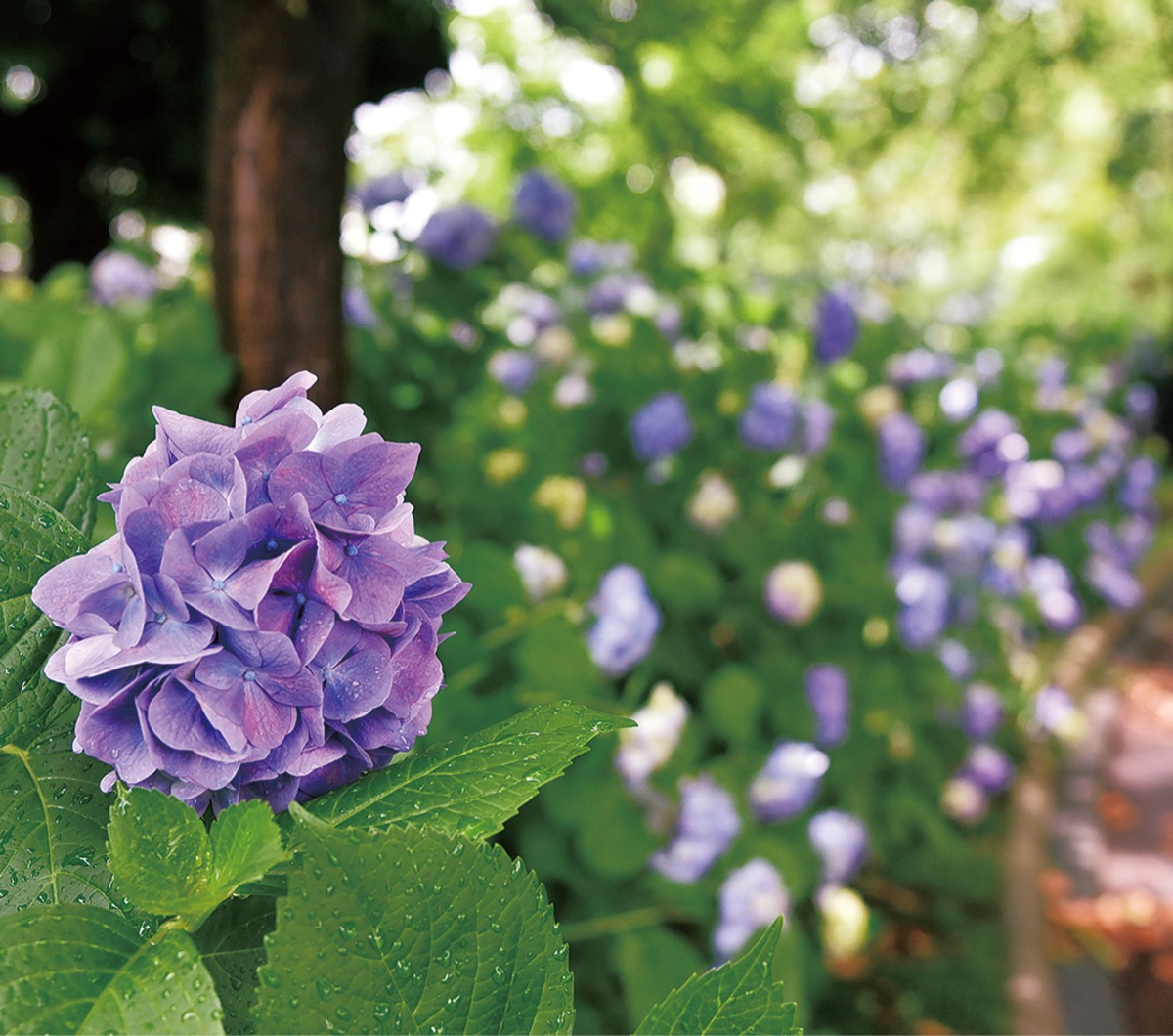 慰霊塔前広場に咲くアジサイ(5月31日撮影)