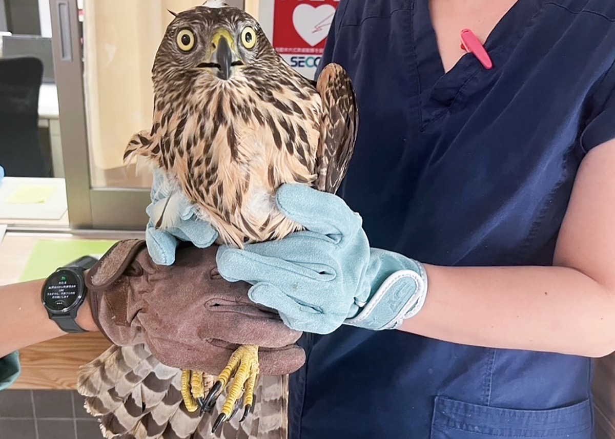 身近な野生動物学ぼう