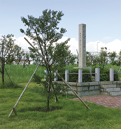 色彩重視 紅白の木植栽へ