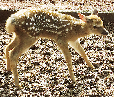 シカの赤ちゃん生まれる