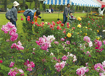 ばら苑、今月13日から