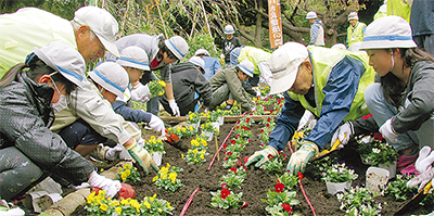 夢見ヶ崎公園で花植え