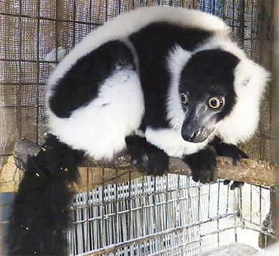 エリマキキツネザルが結婚