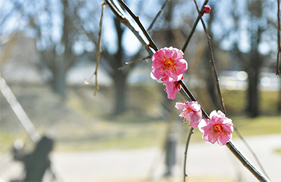 梅ほころぶ