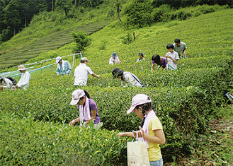 最盛期を迎える藤野の茶畑