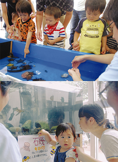 前回和泉短大で開催され好評だったミニ水族館