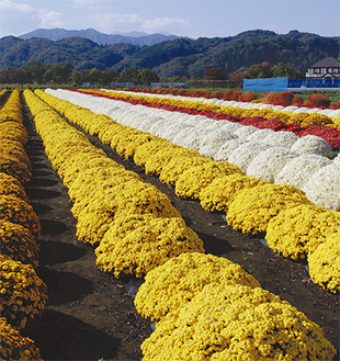 畑一面を赤、黄、白の花が染める＝16日撮影