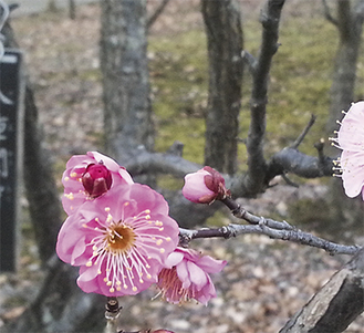 毎年、梅の花を目当ての多くの人が来園する＝1月10日撮影