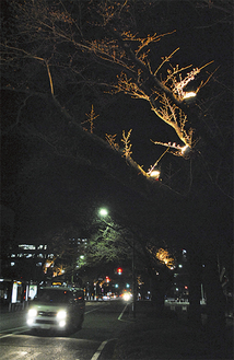 ライトアップが行われている市役所さくら通り＝３月27日撮影