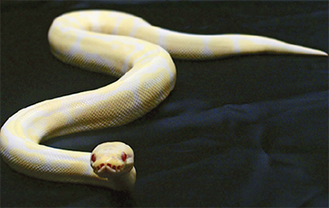 展示される縁起物の白蛇「ボールニシキヘビ（アルビノ）」