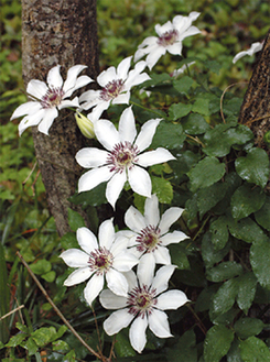 クレマチスの原種・カザグルマ（キンポウゲ科）の花