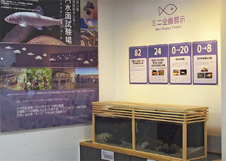 相模川の絶滅危惧種を展示中の同館