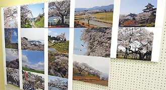 展示されている桜の写真の数々