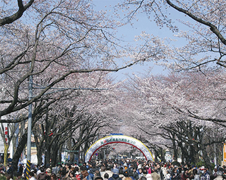 会場を彩る桜が通り一面に咲き誇る（写真は過去）