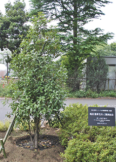 相模原キャンパス内に植えられた記念樹