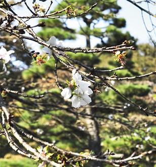 紅葉とともに楽しめる冬桜＝５日、県立相模原公園