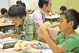 初めて触れる本物の骨に真剣な眼差しを向ける児童ら=7月26日、麻布大学いのちの博物館