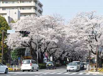 春には華やぐ桜のトンネルを演出する市役所さくら通り
