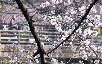 柔らかな色合いの花を付ける桜の木＝25日、鹿沼公園