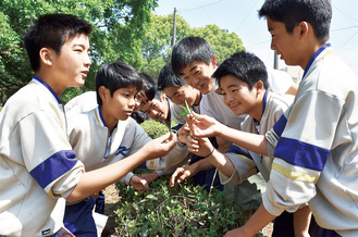 大きく柔らかい葉を選んで収穫する生徒たち=11日、上溝中学校で撮影