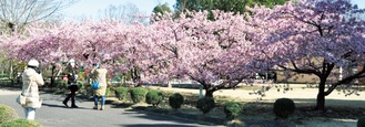 遊具広場にあるカワズザクラ。他にも多種多様な桜が園内に点在している＝2月27日撮影