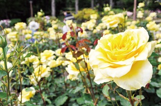 鮮やかなバラを写真に撮る来園客も＝15日、相模原北公園