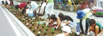 中央小フラワー委員会と行う花植えの様子＝昨年６月（Ｆ・Ｃボランティア提供）