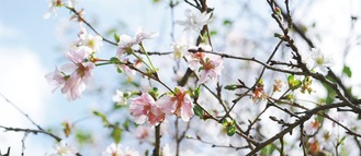 ピンクに色づいた八重咲が特徴の花＝２日、同園