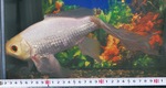 長い尾ひれを含めると全長約30cmに及ぶ金魚