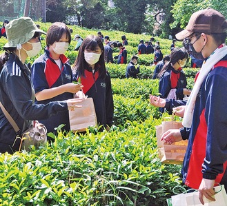 茶葉を摘む上溝中学校の生徒たち＝11日撮影