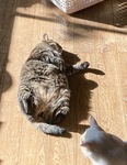 日向ぼっこする猫たち