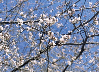 開花となった桜＝３月19日撮影