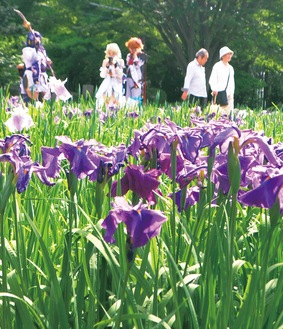 紫や白のハナショウブを観賞する人々＝5月27日