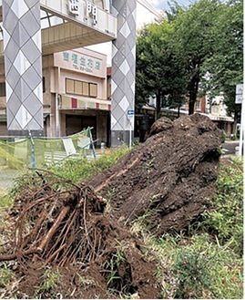 根の腐朽で昨年８月に倒れた市役所さくら通りのソメイヨシノ