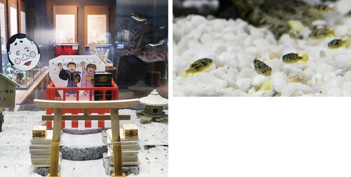 節分の装飾が施されたマンスリー水槽（左）とアベニーパファー（右）