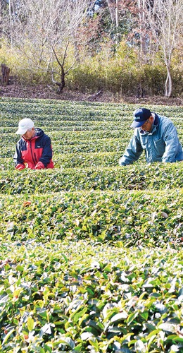 茶畑で作業する大河原さん（左）と宮本さん