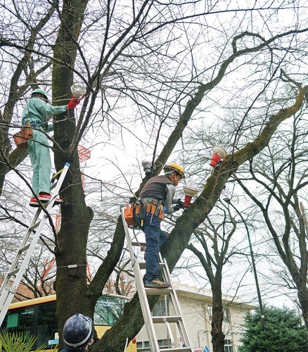 ライトを設置する市内電気設備企業の従業員たち
