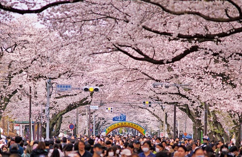 満開の桜の下で開催された昨年の市民桜まつり