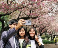 相模湖で桜を観賞