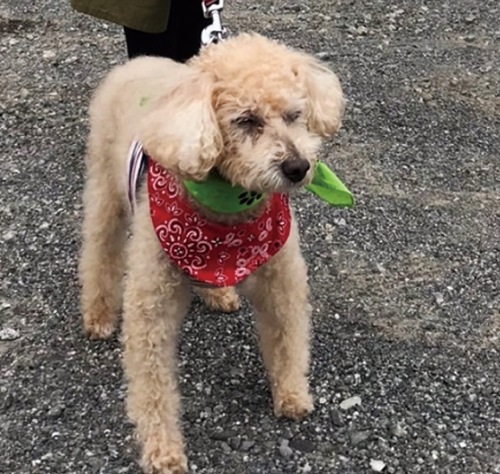 バンダナを巻いた隊員犬＝田名地区社協提供