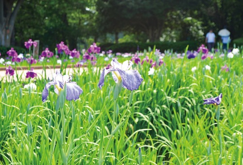 咲き始めた肥後系のハナショウブ＝６日撮影